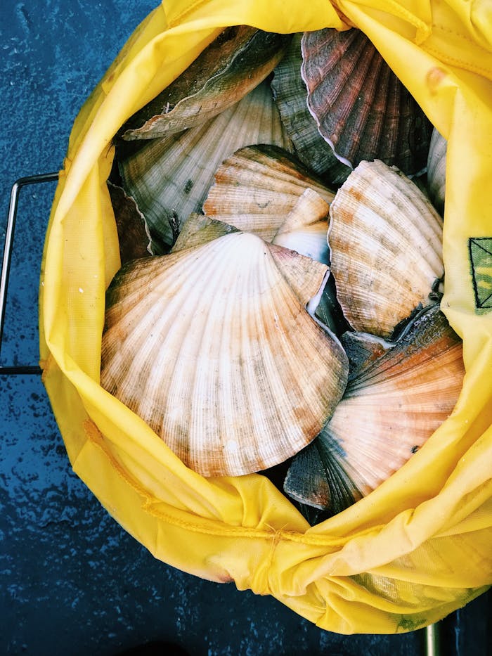 Freshly harvested scallops in a yellow bag on a boat deck in Norway. Ideal for seafood lovers.